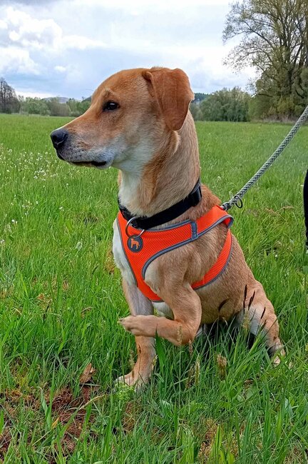 Zvířecí adopce zahřejí u srdce