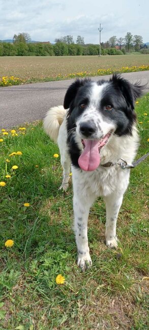 Zvířecí adopce zahřejí u srdce