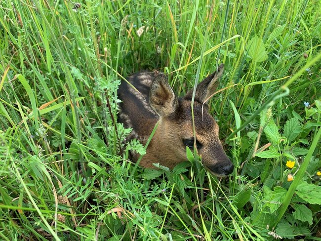 Na Broumovsku vznikl nový spolek Za Zvířata 