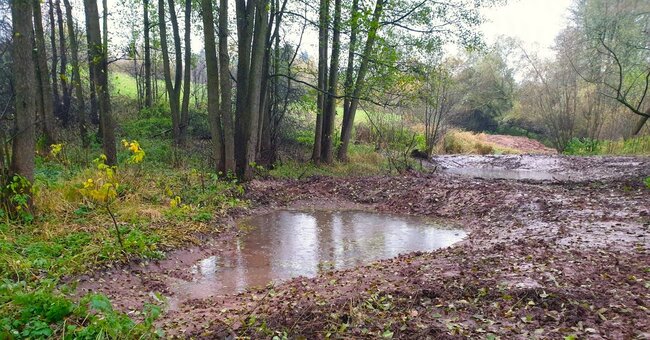 Spolek Julinka s dobrovolníky vysázel v kraji více než 2000 stromů