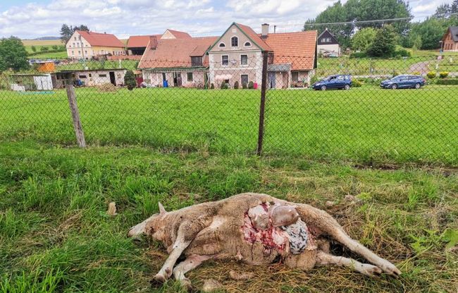 Chovatel končí po opakovaných útocích vlků 