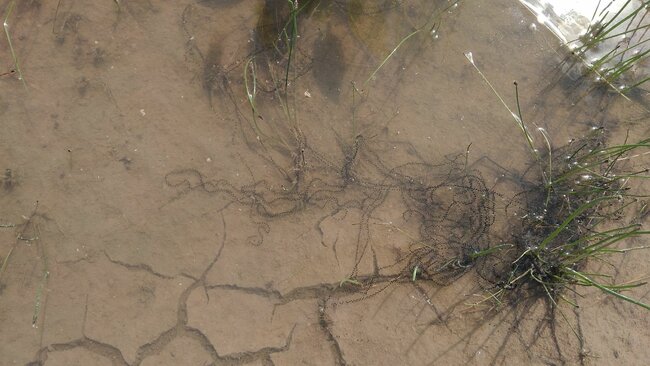 Většina žab si pamatuje, kde se narodila