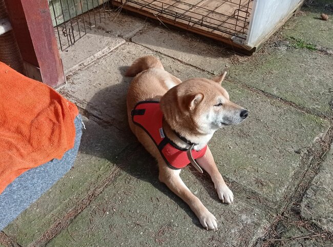 Zvířecí adopce zahřejí u srdce