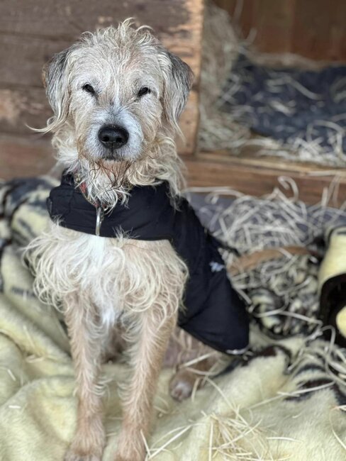 Vánoční běh pro opuštěná zvířata