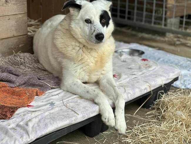 Vánoční běh pro opuštěná zvířata