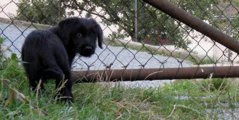 Polický útulek nabízí malé štěňátko 