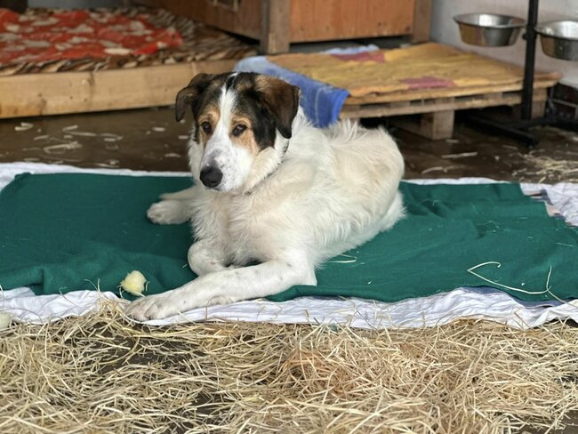 Vánoční běh pro opuštěná zvířata