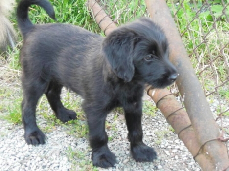 Polický útulek nabízí malé štěňátko 