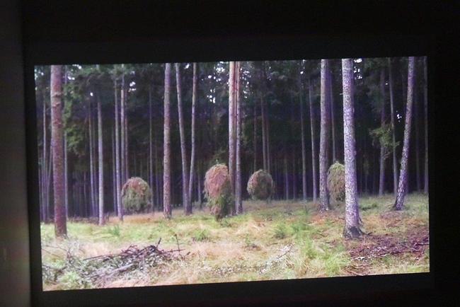 Na výstavě Petra Stibrala se návštěvník ocitá uprostřed lesa 