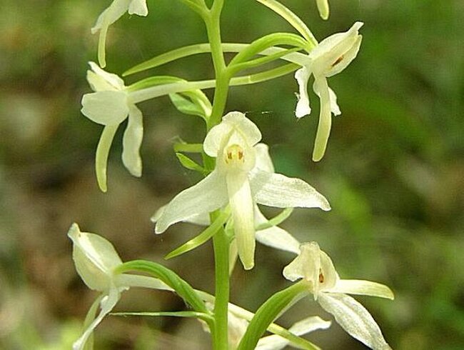 V Heřmánkovicích se koná kosení orchidejové louky