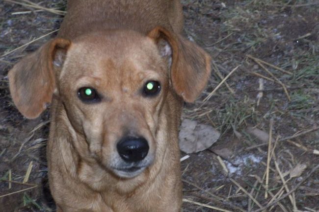 O pět zanedbaných psů z mediálně známého příběhu z Vysočiny se stará broumovský útulek