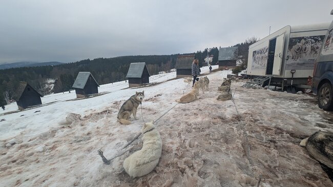 Musheři vybojovali na Janovičkách jeden závodní den na sněhu