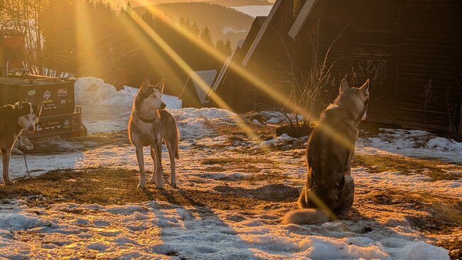 Musheři vybojovali na Janovičkách jeden závodní den na sněhu