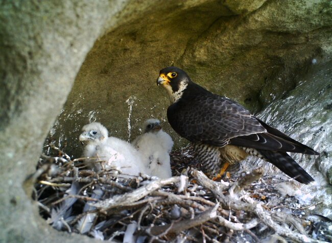 Sokoli už zahnízdili na Ostaši a v Chrámových stěnách 