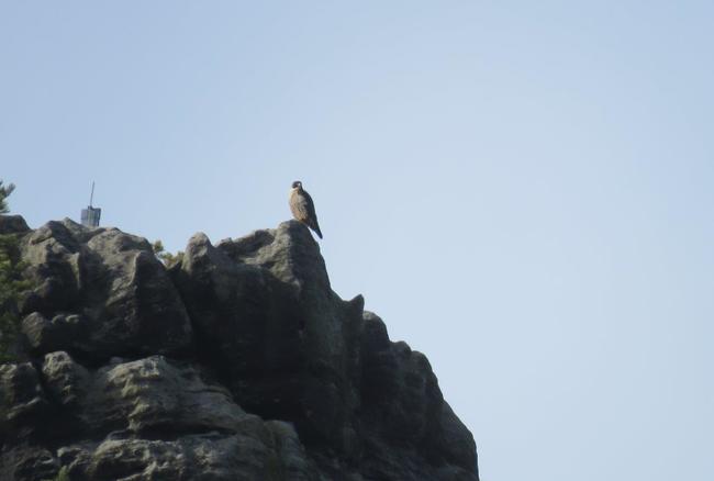Pozorování hnízdění sokola stěhovavého v Teplických skalách 