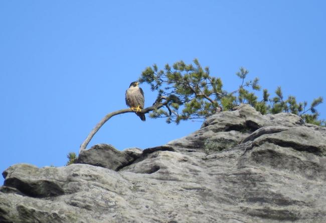 Pozorování hnízdění sokola stěhovavého v Teplických skalách 