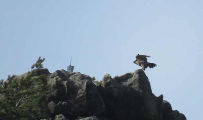 Pozorování hnízdění sokola stěhovavého v Teplických skalách 