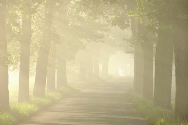 Krása nebo silný příběh: Začíná Alej roku 2024