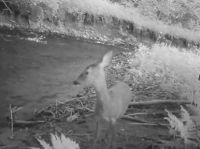 Video: Unikátní záběry přírody Broumovska tzv. fotopastí