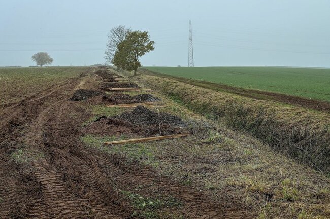 Strategická rada pozvala veřejnost k sázení stromů