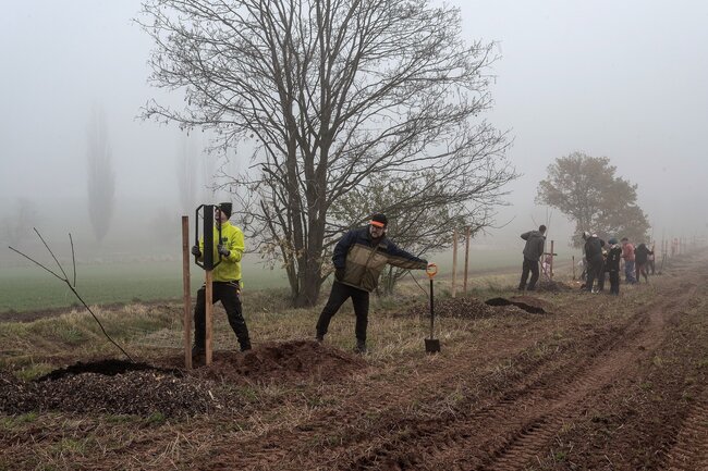 Strategická rada pozvala veřejnost k sázení stromů