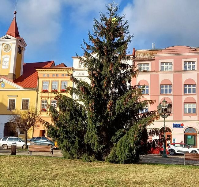 Broumovský vánoční strom je na místě. Tradiční program rozsvěcení však nebude, ale... 