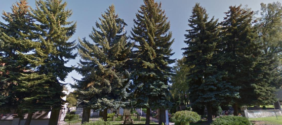 V Polici nad Metují na několika místech kácí stromy. Vzápětí vysadí nové 