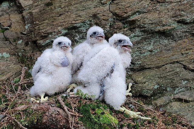 Sokolí rekord na Broumovsku: vyvedli tu 14 mláďat