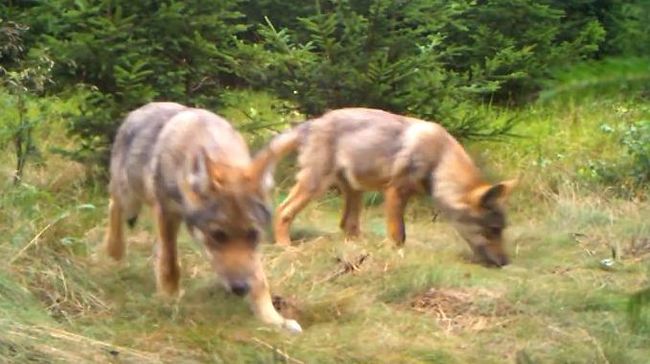Královéhradecký kraj hledá způsob, jak pomoci předcházet škodám způsobených vlkem 