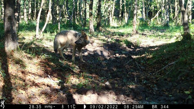 V případě problémových vlčích jedinců stát vyslal dobrý signál