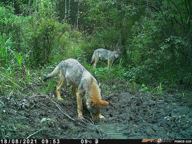 V případě problémových vlčích jedinců stát vyslal dobrý signál