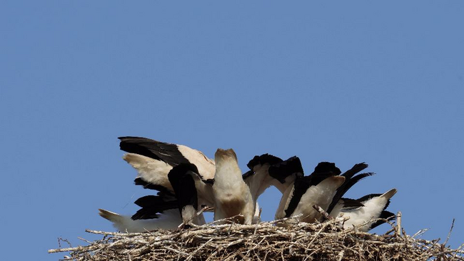 Broumov je čapí unikát