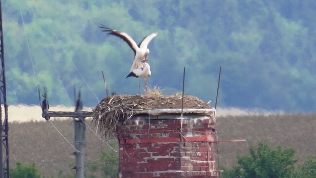 Broumov je čapí unikát