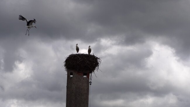 Broumov je čapí unikát