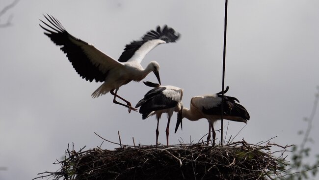 Broumov je čapí unikát