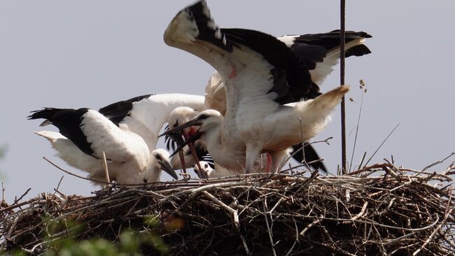 Broumov je čapí unikát