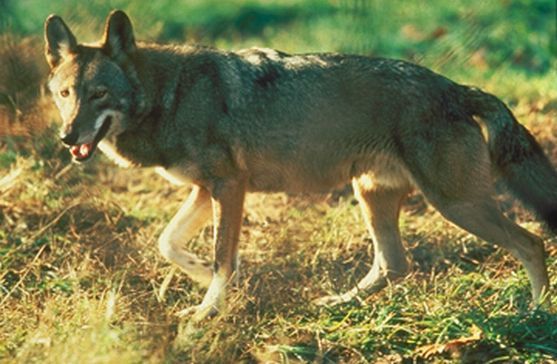 Jedním ze škodných zvířat v kraji je i vlk