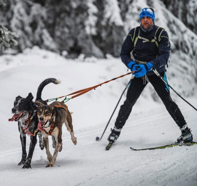 Nejdůležitější je přivést psy v pořádku do cíle
