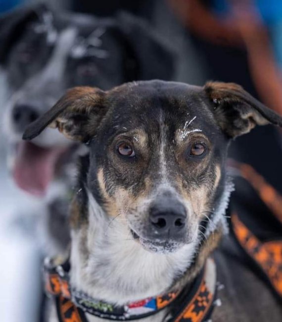 Nejdůležitější je přivést psy v pořádku do cíle