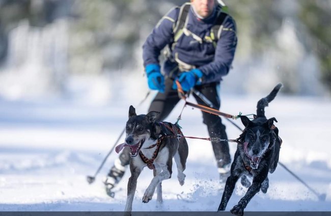 Nejdůležitější je přivést psy v pořádku do cíle