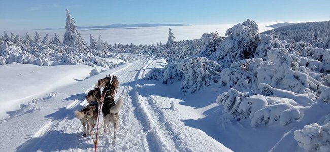 Nejdůležitější je přivést psy v pořádku do cíle