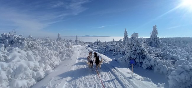 Nejdůležitější je přivést psy v pořádku do cíle