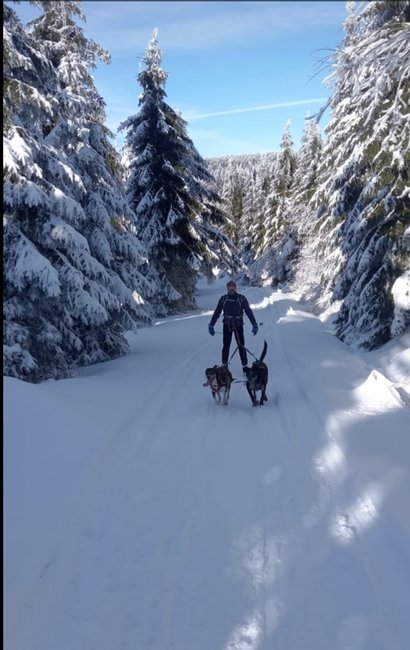 Nejdůležitější je přivést psy v pořádku do cíle