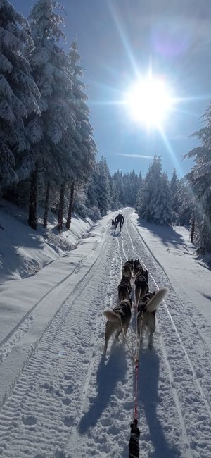 Nejdůležitější je přivést psy v pořádku do cíle