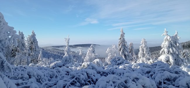 Nejdůležitější je přivést psy v pořádku do cíle