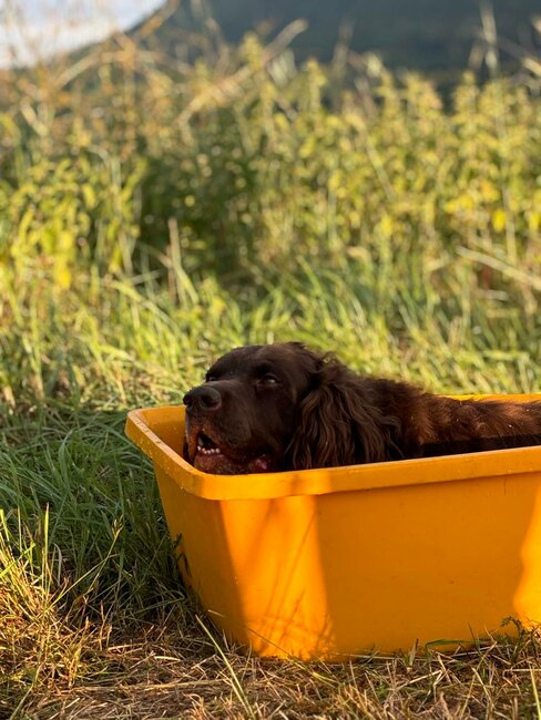 Zvířata by neměla zbytečně trpět