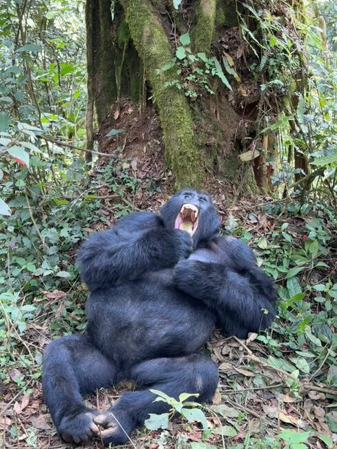 Za gorilami do deštných pralesů rovníkové Ugandy