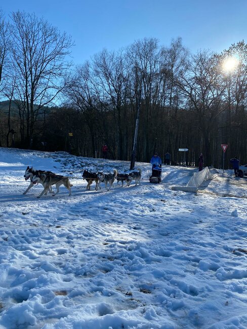 Musheři vybojovali na Janovičkách jeden závodní den na sněhu