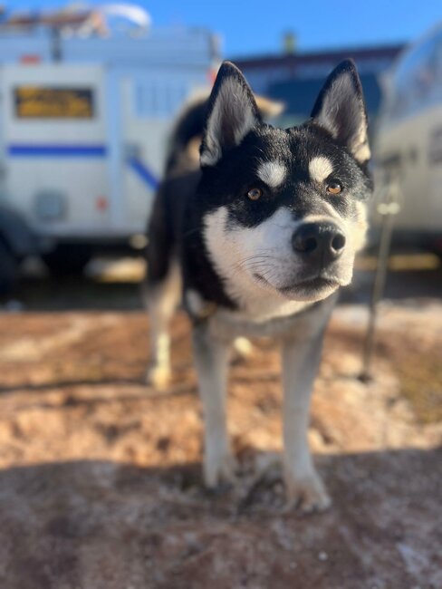 Musheři vybojovali na Janovičkách jeden závodní den na sněhu