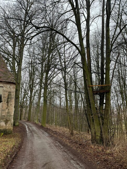 Okolo kostela v Martínkovicích se chystá kácení starých stromů. Místní je chtějí zachránit